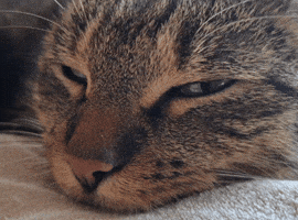 Cat GIF