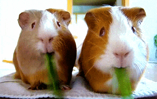 guinea pigs GIF