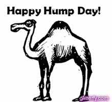 Happy Hump Day Gifs - Find & Share On Giphy