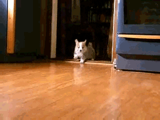 running puppies