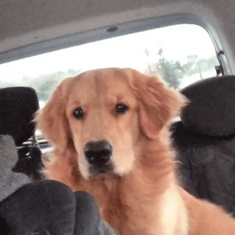 Chacha What GIF by Golden Retriever Brasil