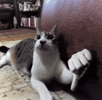 Cat Ok GIF