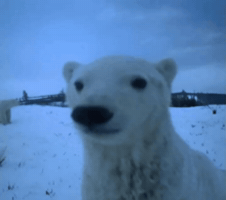 Polar Bear GIF
