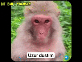 Monkeys GIF