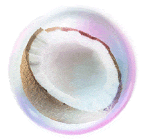 Coconut Sticker by Cleancult