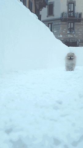 Peroni Nastro Azzurro GIF