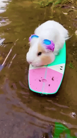 Guinea Pig Surf GIF by Storyful
