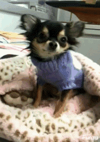 Funny Animals GIF - Find & Share on GIPHY