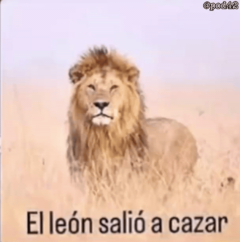 Leon Cazar GIF
