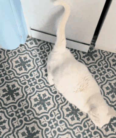 Rattlesnake Happytail GIF