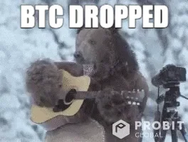 Grizzly Bear GIF