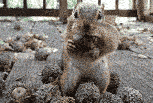 squirrel acorn