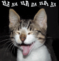 excited cat animated gif