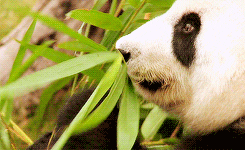 panda eating bamboo shoots GIF