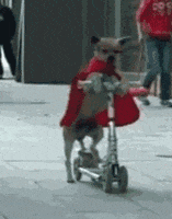 dog in a cape and glasses riding a scooter