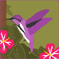hummingbird