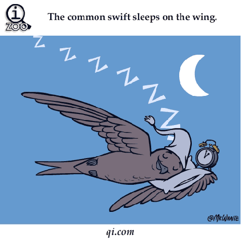 Digital art gif. A bird with a sleeping cap is flying with one wing and sleeping on the other with a clock tucked into the crook of its wing. Text, "The common swift sleeps on the wing."