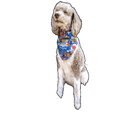 Poodle Sticker by Geekster Pets