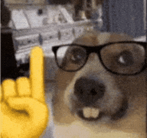 Smart Dog GIF
