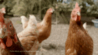 chicken-6jUQf5vTAuMaA