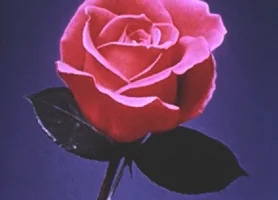 200.webp?cid=3640f6095be04184456970466f2