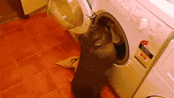 Laundry Wombat animated GIF