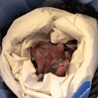 sandiegozoo-scary-bird-scream-6mNqkLyJbyo1PnjvME