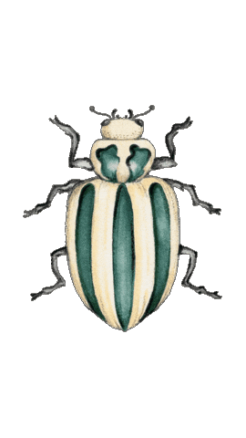 Bug Watercolor Sticker by Frau von Bommel
