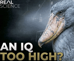 Iq Real Science GIF