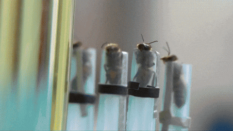 Animated GIF - Find & Share on GIPHY