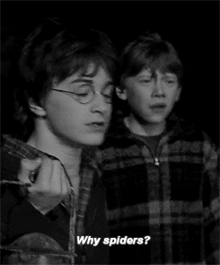 spiders