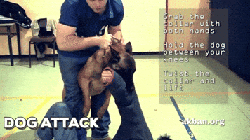 dog attack GIF by AKBAN Academy