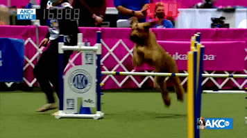 Come On Running GIF by American Kennel Club