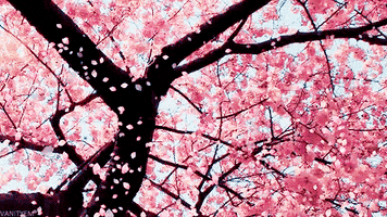 Flowers Spring GIF