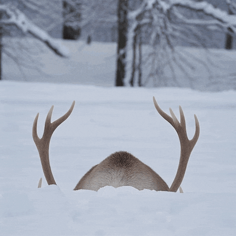 Celebration GIF by SAP