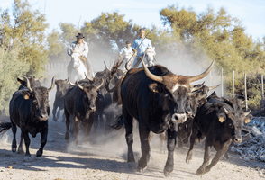 Xtian Du Gard Taureaux De Camargue GIF