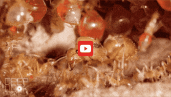 GIF by KQEDScience