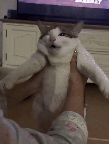 Cat Ohio GIF