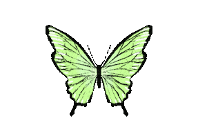Butterfly Sticker