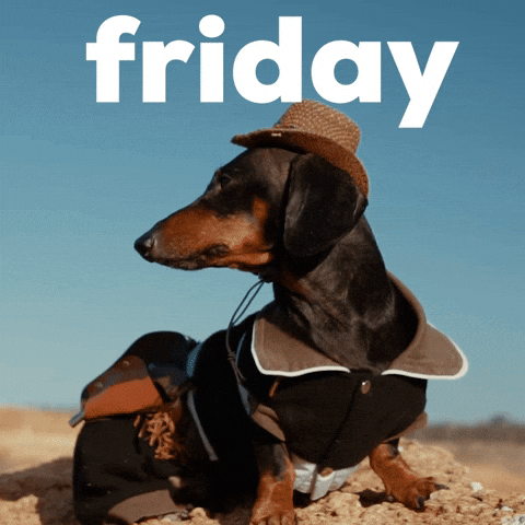Video gif. A serene dachshund dressed up as a cowboy sits on a rock. Text, “Friday.”