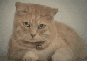 cat crying sad kitty GIF