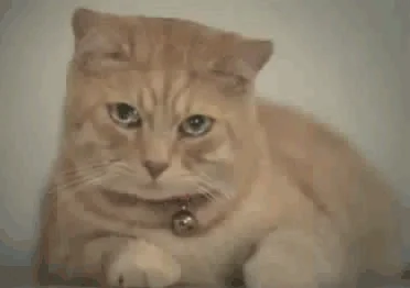 giphy.webp?cid=82a1493b70htyvgv5negoiwyt
