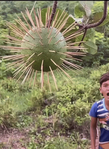 Oi Oi Oi GIF