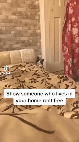 Shake It GIF