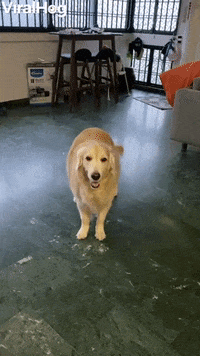 50 Funny Dog GIFs, The BarkPost, 50 Funny Dog GIFs