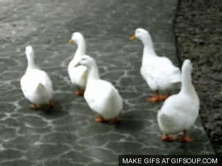 ducks