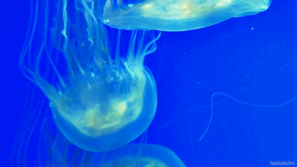 jellyfish swimming GIF