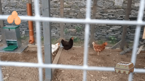 Chickens GIF