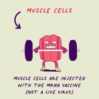 Virus Muscle