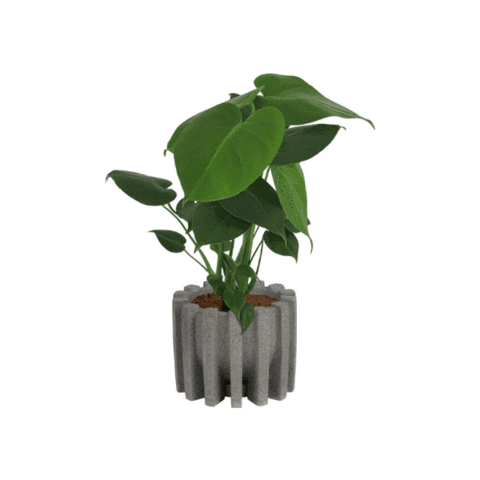 Monstera Deliciosa Plants Sticker by Bonito